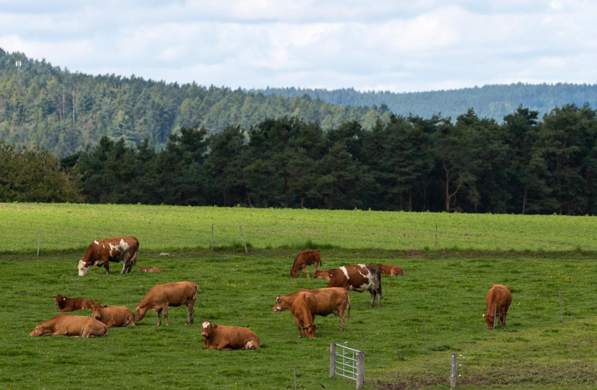 Moderne, Gemuetliche Dg-Wohnung In Ruhiger Lage Neunburg vorm Wald Eksteriør billede